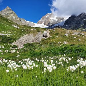 Tour du Mont Blanc camping